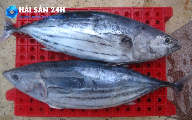 Giá trị dinh dưỡng của cá ù