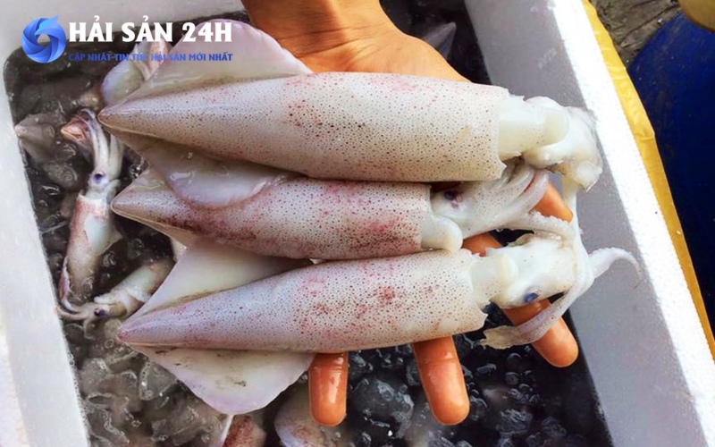 Mách bạn cách chọn mực ống ngon, không bị "hớ"