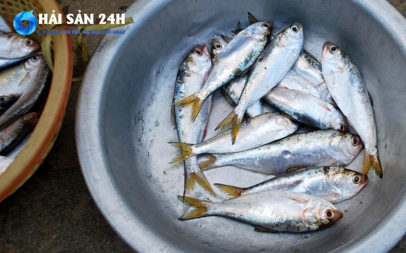 meo chon mua ca moi de tranh bi lua