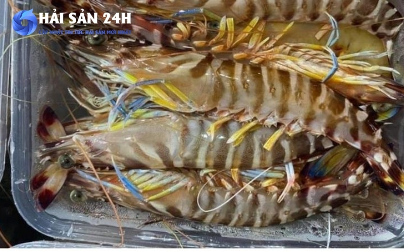 Mẹo chọn tôm he tươi ngon chuẩn dân biển