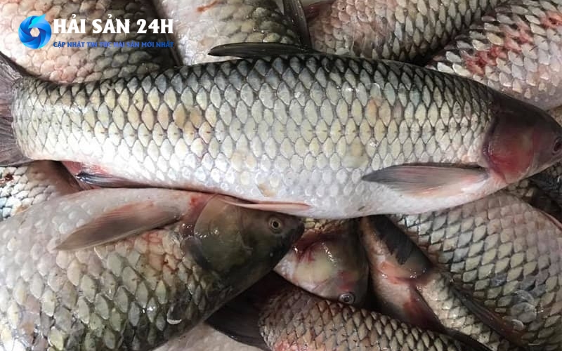 Cá đối nấu món gì ngon? Tổng hợp 10 món ăn siêu ngon từ cá đối 6 Mẹo nhỏ chọn cá đối tươi ngon