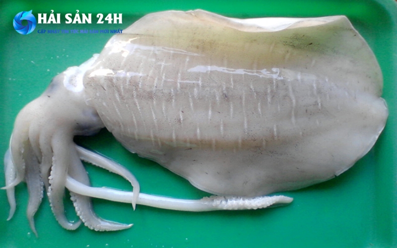 Mua mực mai ở đâu uy tín, cân đúng bán đủ?