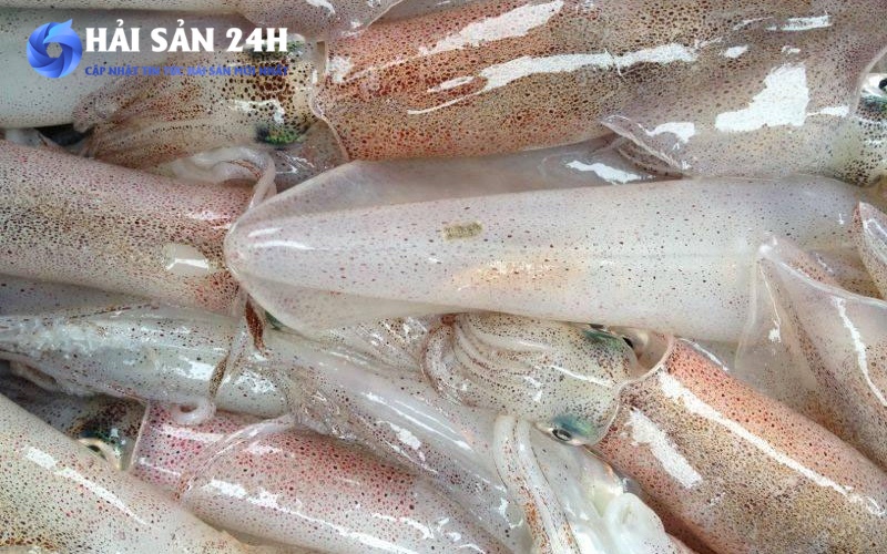 Mua mực ống ở đâu uy tín, đúng cân đủ ký?