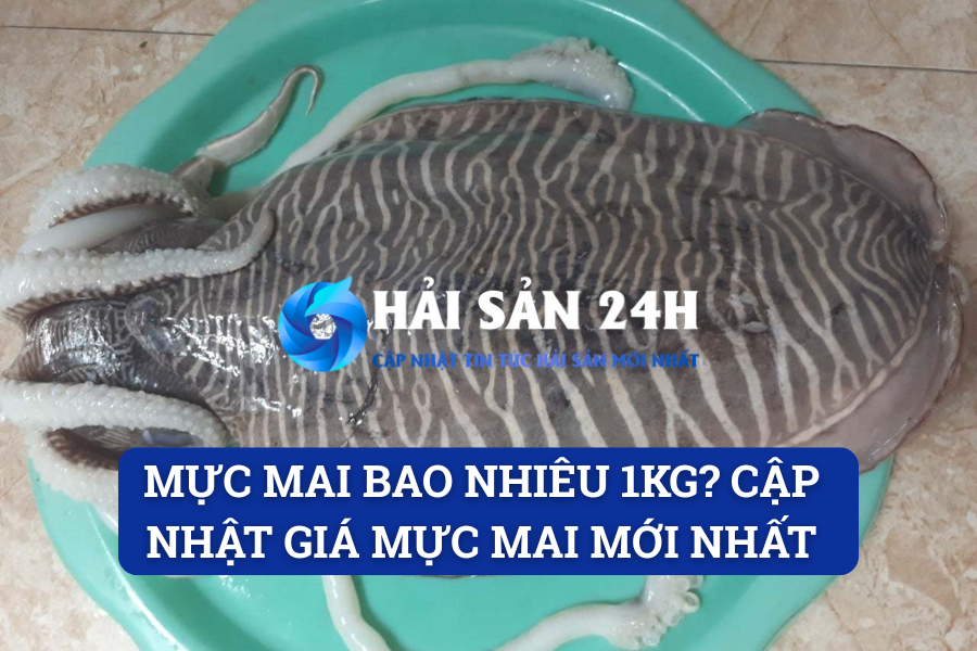 Mực mai bao nhiêu 1kg? Cập nhật giá mực mai mới nhất
