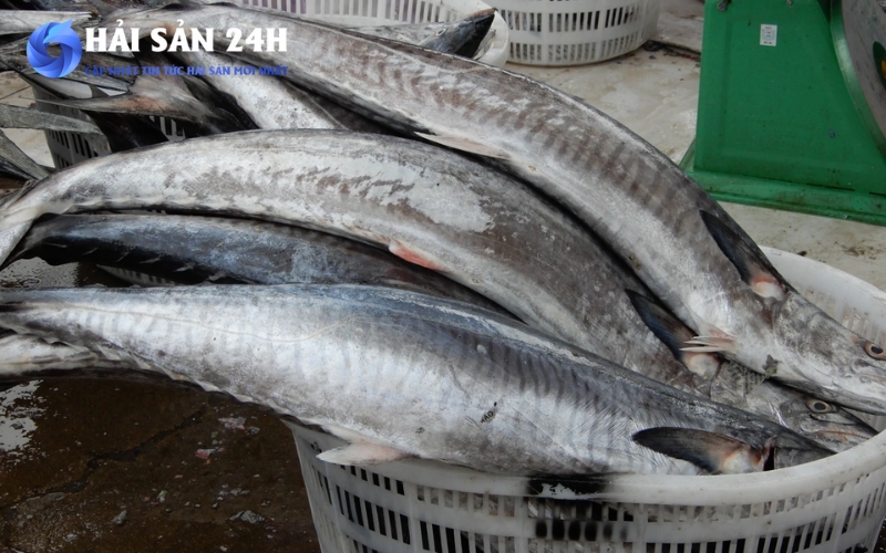 Cá thu bao nhiêu 1kg? Cập nhật giá cá Thu mới nhất 2026 5 Nên mua cá thu ở đâu để yên tâm?