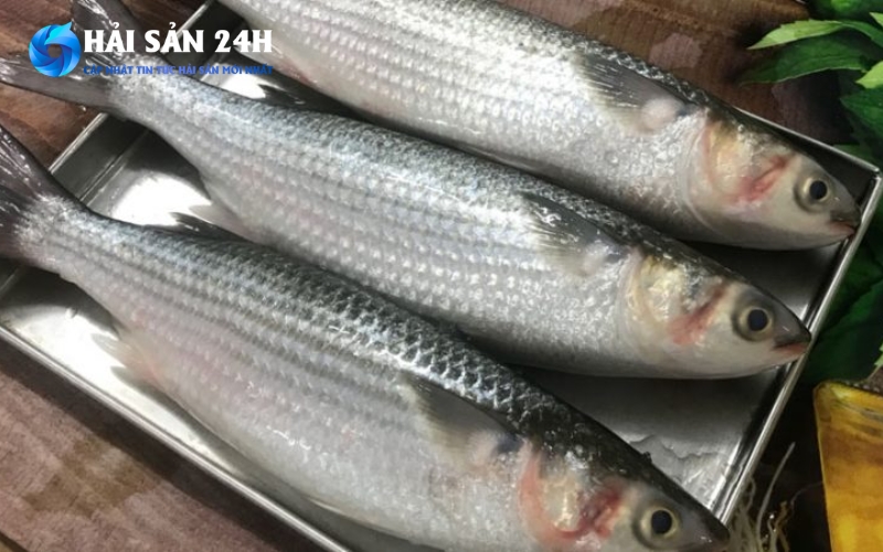 Những công dụng tuyệt vời của cá đối ít người biết