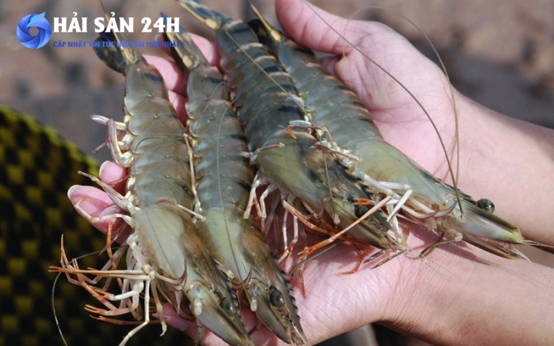 Những lưu ý khi chọn và mang hải sản đi biếu