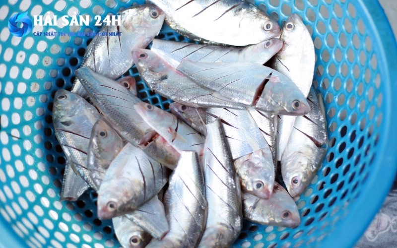 Những yếu tố ảnh hưởng đến giá cá mòi