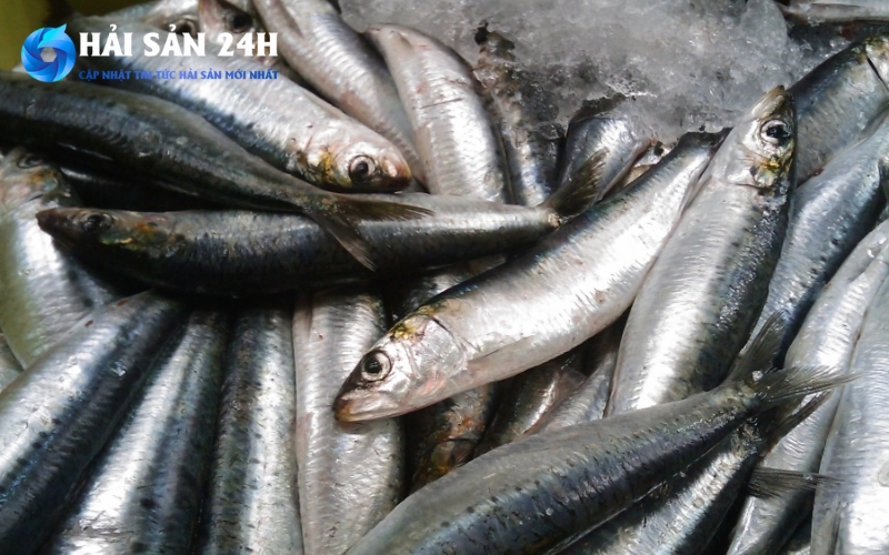 Vì sao cá mòi lại lại được các bà nội chợ yêu thích?