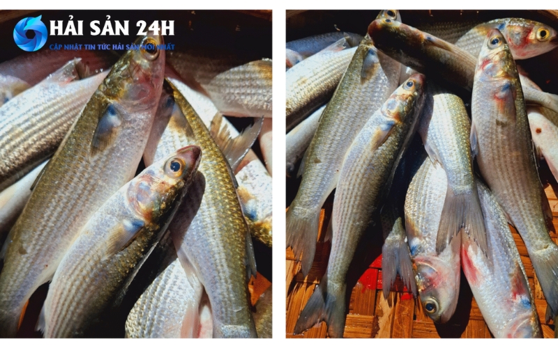 Cá đối nấu món gì ngon? Tổng hợp 10 món ăn siêu ngon từ cá đối 1 Tại sao con cá đối lại "được lòng" người ăn đến vậy?