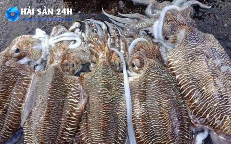 Tại sao giá mực mai lại có sự chênh lệch?