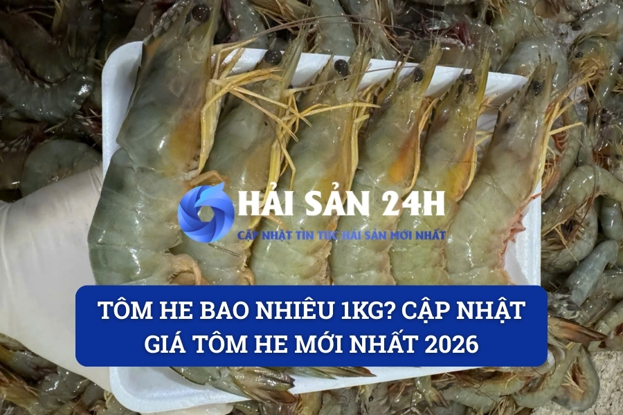 Tôm he bao nhiêu 1kg? Cập nhật giá tôm he mới nhất 2026