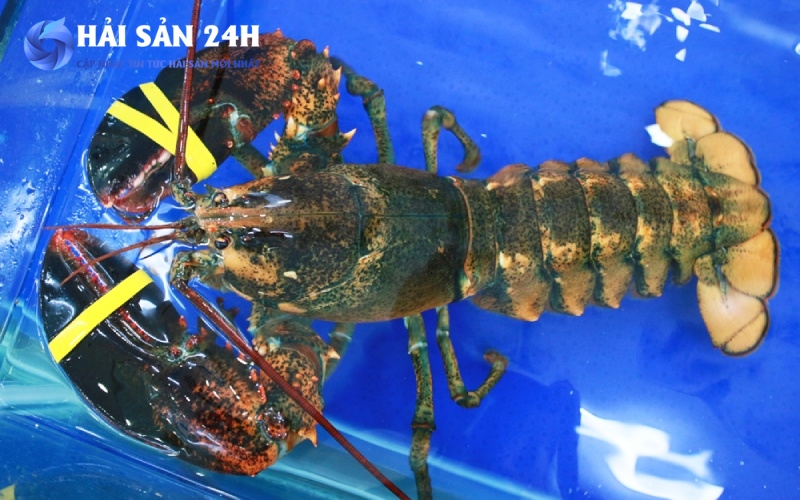 Tôm Hùm Alaska - Lời chúc thịnh vượng