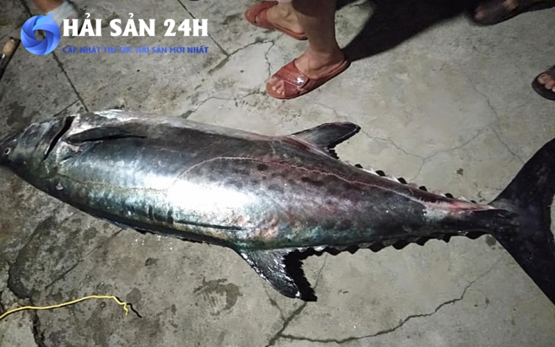 Địa điểm mua cá Thu giá rẻ tại TP Hồ Chí Minh 3 Bí quyết chọn cá thu tươi ngon