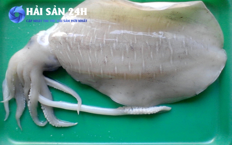 Tìm mua Mực Mai giá rẻ chất lượng tại TP Hồ Chí Minh 3 Cách chọn Mực mai ngon