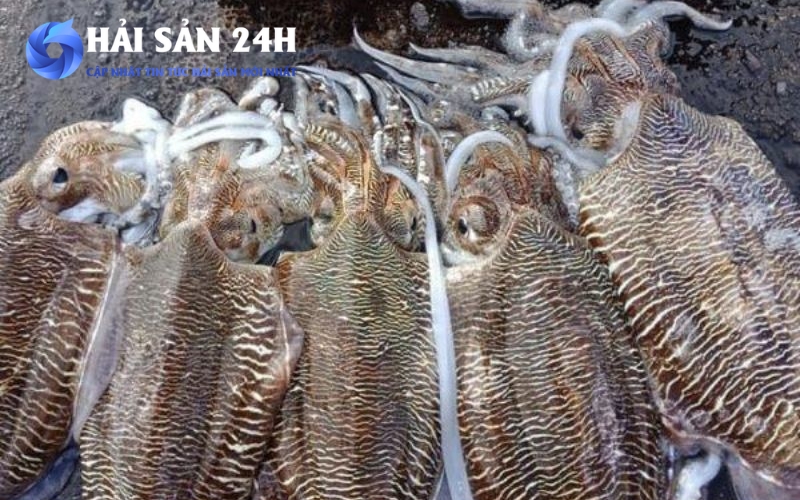 Tìm mua Mực Mai giá rẻ chất lượng tại TP Hồ Chí Minh 2 Mực mai là gì