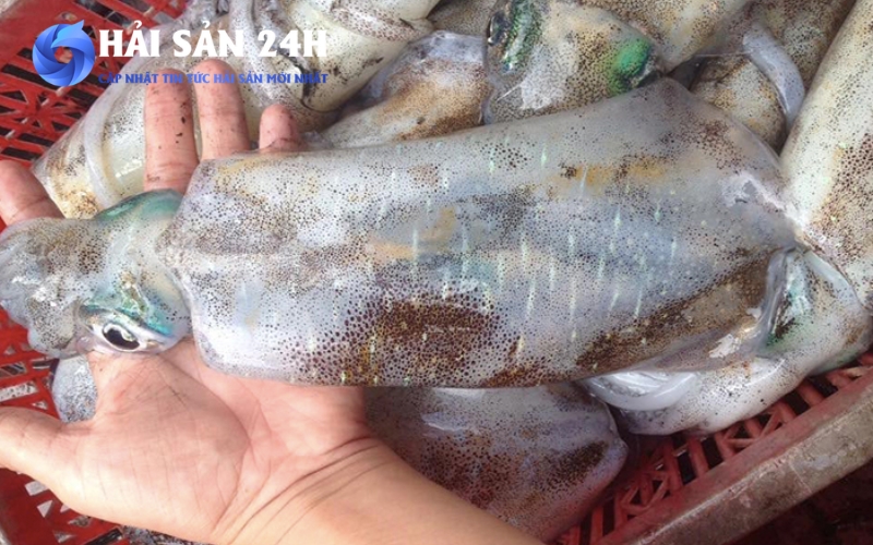 Cách nướng Mực Mai bằng nồi chiên không dầu giòn ngọt không bị khô 2 Bí quyết chọn Mực Mai tươi ngon để nướng