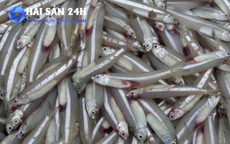 Những loại cá tốt cho tim mạch giá rẻ mà dân biển hay ăn 6 Cá cơm