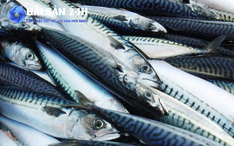 Những loại cá tốt cho tim mạch giá rẻ mà dân biển hay ăn 4 Cá nục