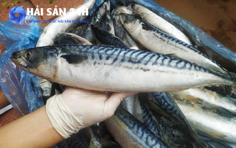 Những loại cá tốt cho tim mạch giá rẻ mà dân biển hay ăn 5 Cá saba