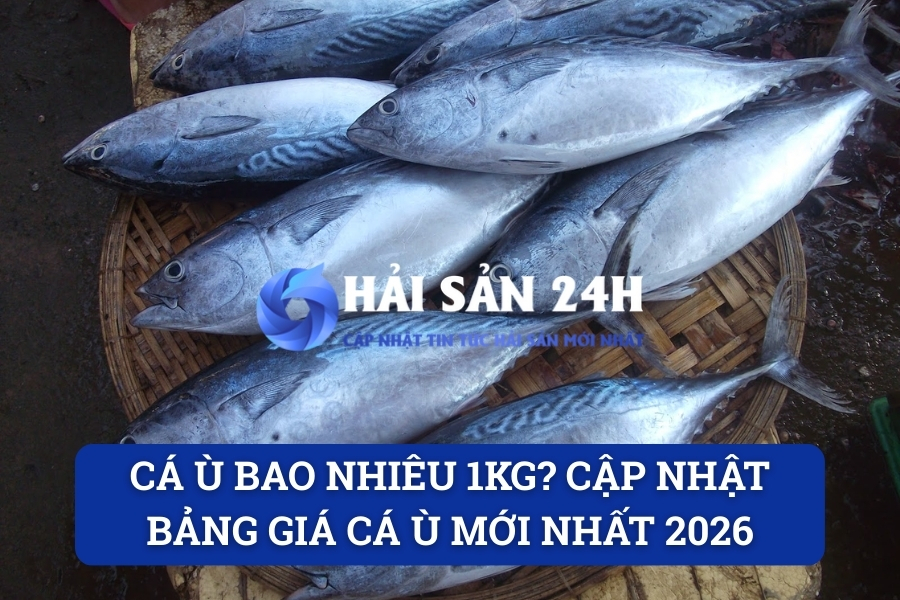 Cá Ù bao nhiêu 1kg? Cập nhật bảng giá cá Ù mới nhất 2026