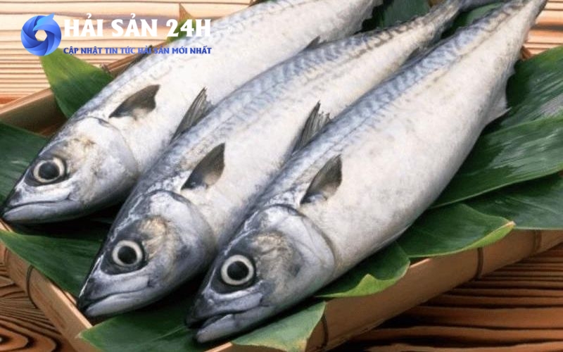 Cách làm cá Thu kho tộ thơm ngon dễ làm tại nhà 3 Cách chọn cá thu ngon để nồi cá kho hoàn hảo nhất