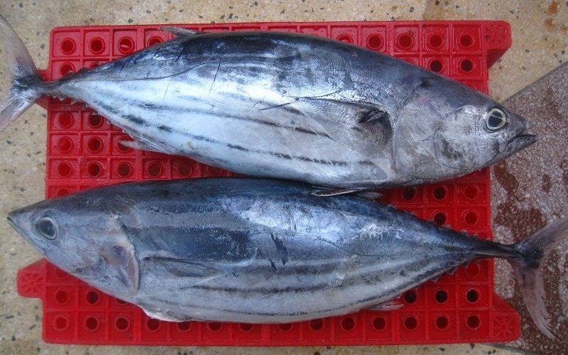 Cách chọn cá Ù tươi ngon không dùng hóa chất