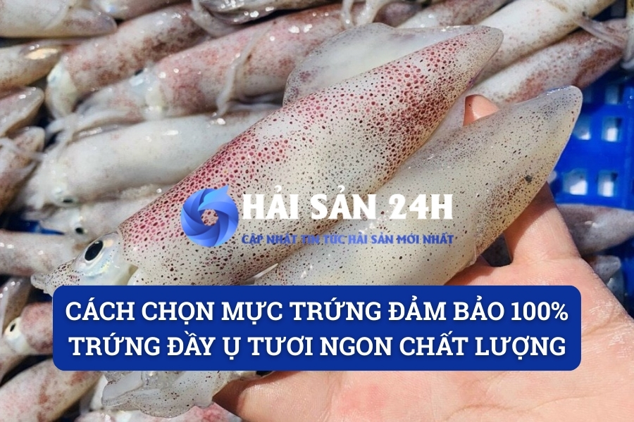 Cách chọn mực trứng đảm bảo 100% trứng đầy ụ tươi ngon chất lượng