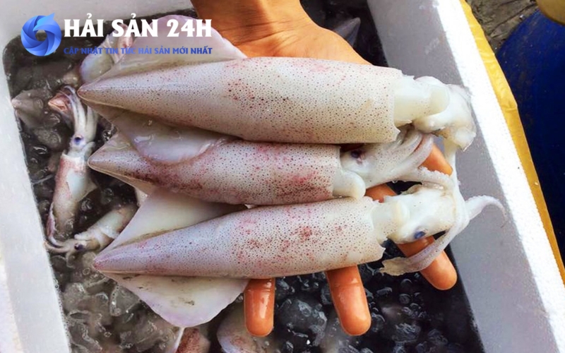 Đầu mực phải dính liền thân