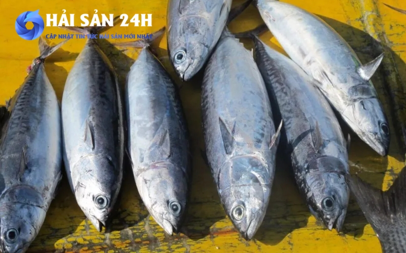Địa điểm bán cá Ù tươi ngon chất lượng