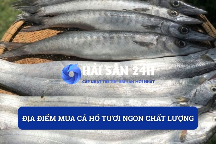Địa điểm mua cá Hố tươi ngon chất lượng