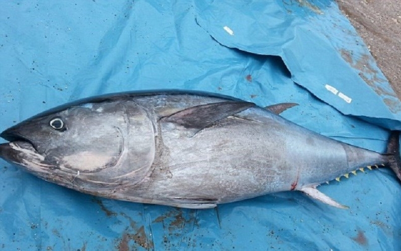 Địa điểm mua cá Ù chất lượng tại Hà Nội và TP Hồ Chí Minh