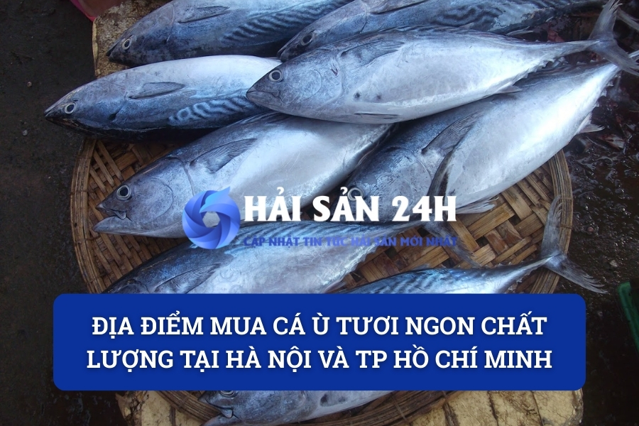 Địa điểm mua cá Ù tươi ngon chất lượng tại Hà Nội và TP Hồ Chí Minh