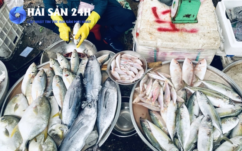 Những loại cá tốt cho tim mạch giá rẻ mà dân biển hay ăn 7 Kinh nghiệm mua cá biển tươi ngon chất lượng