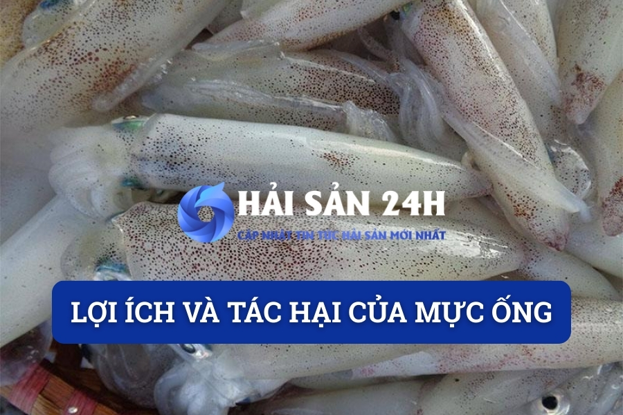 Lợi ích và tác hại của mực ống: Sự thật người bán muốn bạn biết