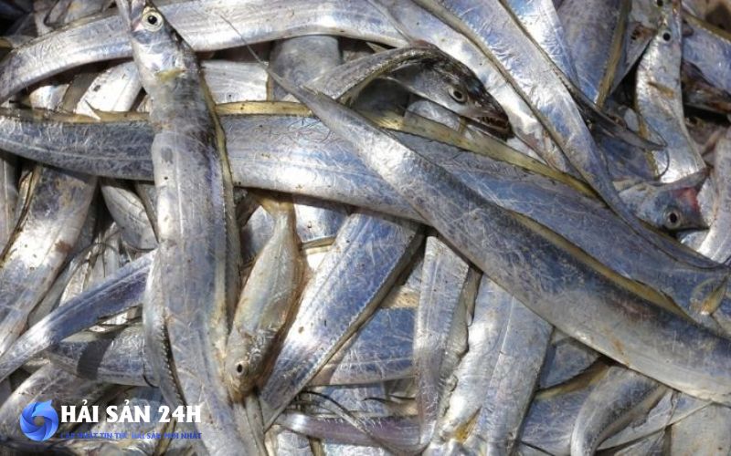 Tìm mua cá Hố tươi ngon giá rẻ tại Hà Nội 5 Cá Hố tại Hải Sản Tươi Sống 24h