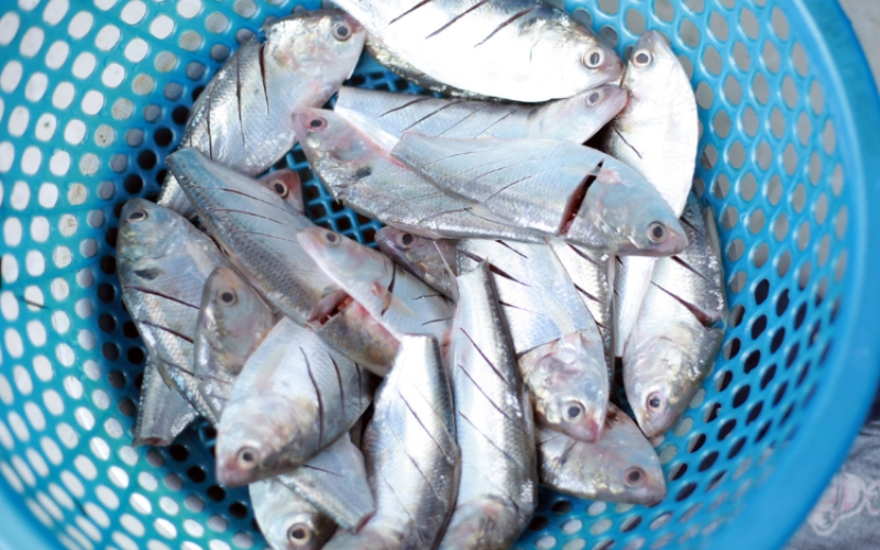 Địa điểm mua cá Mòi tươi ngon chất lượng tại Hà Nội 2 Cá mòi