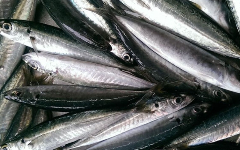 Cá Nục Suôn Là Gì? Cách Chọn Cá Nục Suôn Tươi Ngon Và Món Ngon Dễ Làm Tại Nhà 8 Cá nục suôn bao nhiêu 1kg