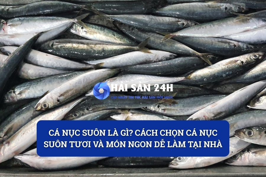 Cá Nục Suôn Là Gì? Cách Chọn Cá Nục Suôn Tươi Ngon Và Món Ngon Dễ Làm Tại Nhà