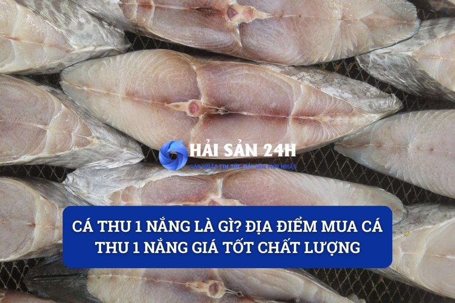 Cá thu 1 nắng là gì? Địa điểm mua cá Thu 1 nắng giá tốt chất lượng