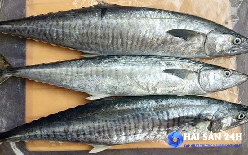 Cách làm cá Thu sốt cà chua thơm ngon đậm đà tại nhà 2 Cá Thu là cá gì