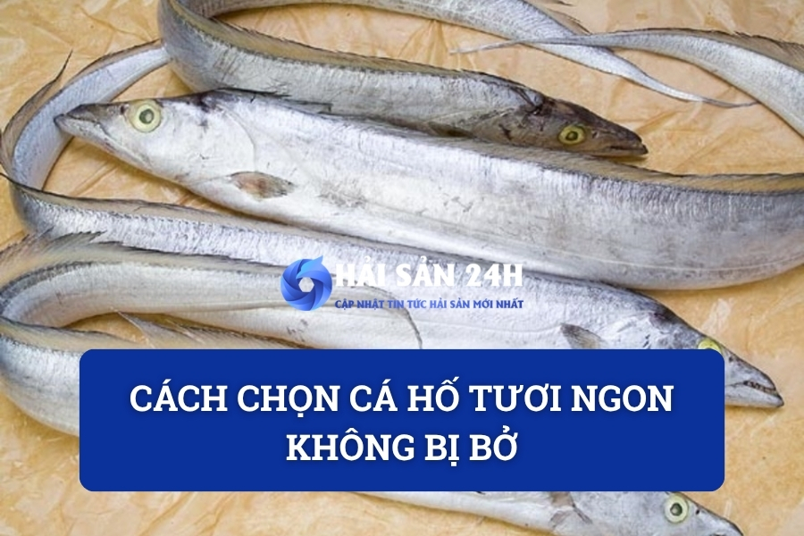 Cách chọn cá hố tươi ngon không bị bở – Kinh nghiệm mua cá hố chuẩn