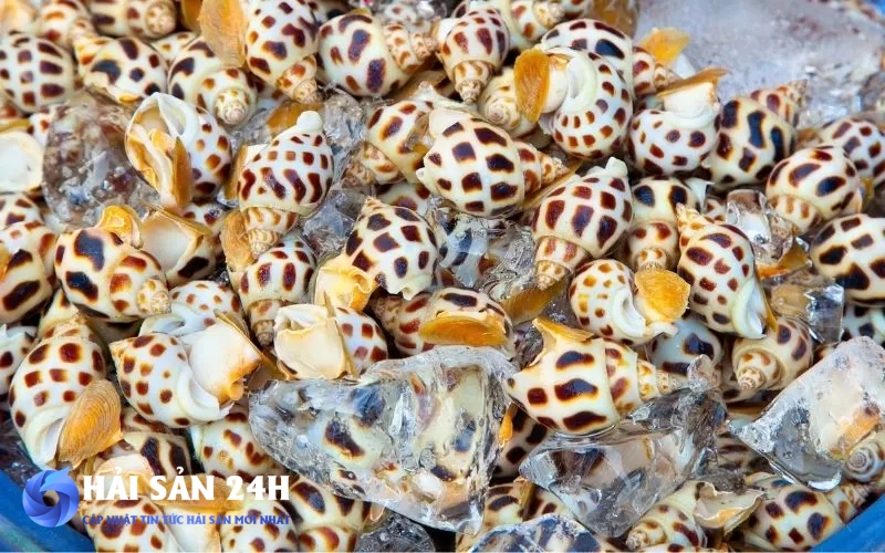 Cách làm món ốc hương hấp sả thơm ngon dễ làm tại nhà 3 Cách chọn mua ốc hương tươi sống