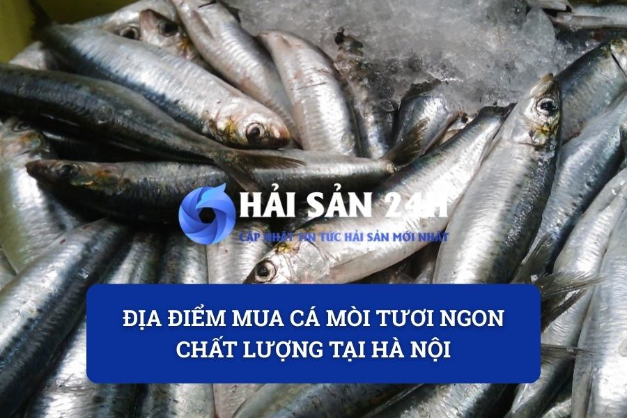 Địa điểm mua cá Mòi tươi ngon chất lượng tại Hà Nội