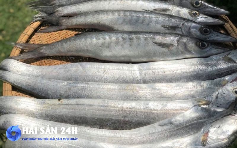 Tìm mua cá Hố tươi ngon giá rẻ tại Hà Nội 3 Địa điểm mua cá Hố tại Hà Nội