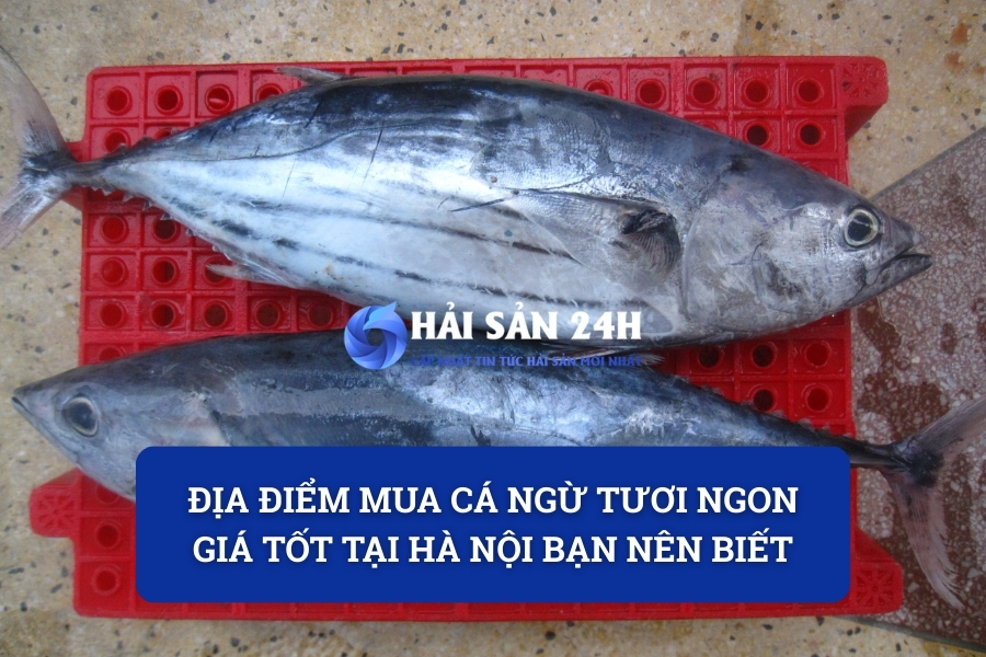 Địa điểm mua cá Ngừ tươi ngon giá tốt tại Hà Nội bạn nên biết