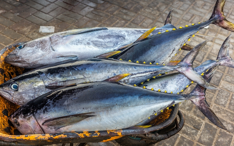 Địa điểm mua cá Ngừ tươi ngon giá tốt tại Hà Nội bạn nên biết 3 Giá cá Ngừ tại Hà Nội hiện nay