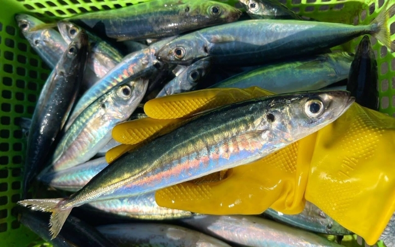 Cá Nục Suôn Là Gì? Cách Chọn Cá Nục Suôn Tươi Ngon Và Món Ngon Dễ Làm Tại Nhà 3 Giá trị dinh dưỡng từ cá nục suôn
