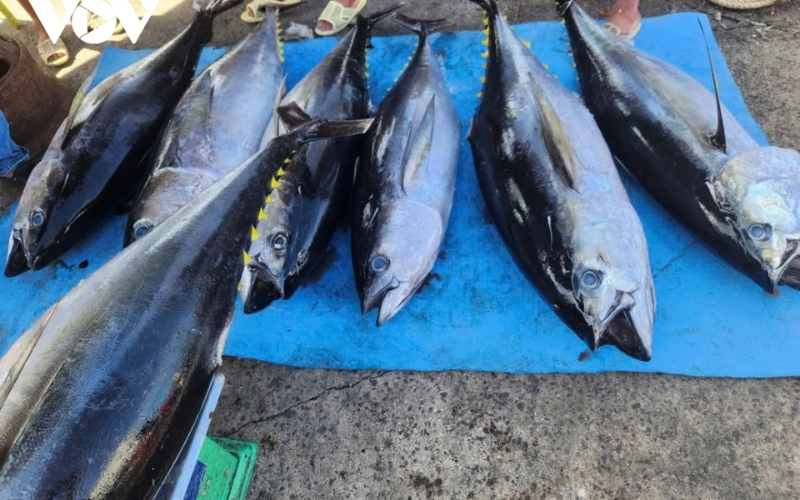 Địa điểm mua cá Ngừ tươi ngon giá tốt tại Hà Nội bạn nên biết 5 Kinh nghiệm mua cá Ngừ tươi ngon tại Hà Nội