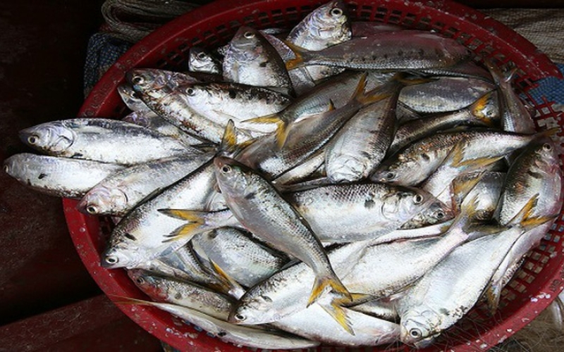 Địa điểm mua cá Mòi tươi ngon chất lượng tại Hà Nội 3 Mẹo chọn cá Mòi tươi rói chắc thịt